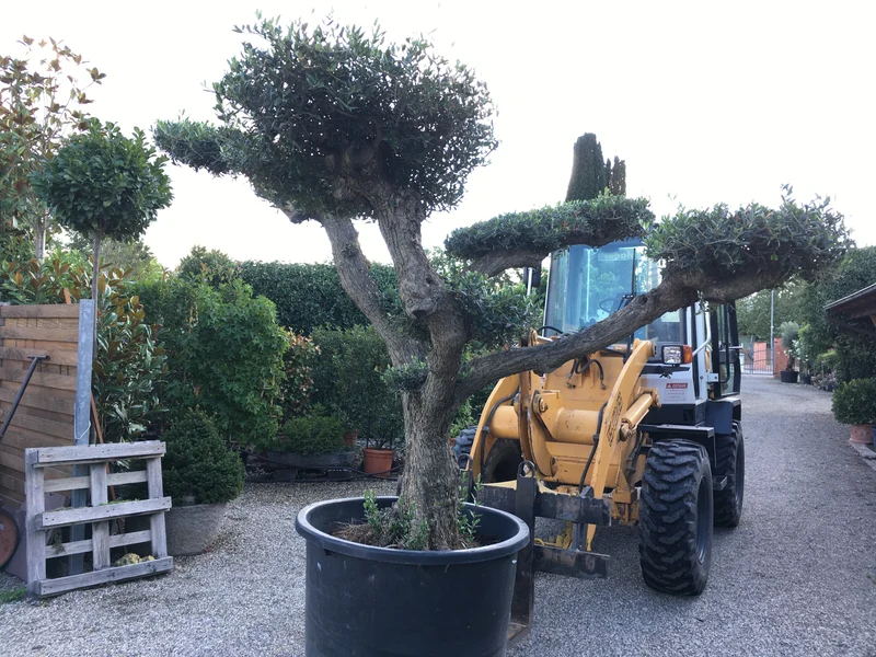 Olivenbaum / Olea europaea