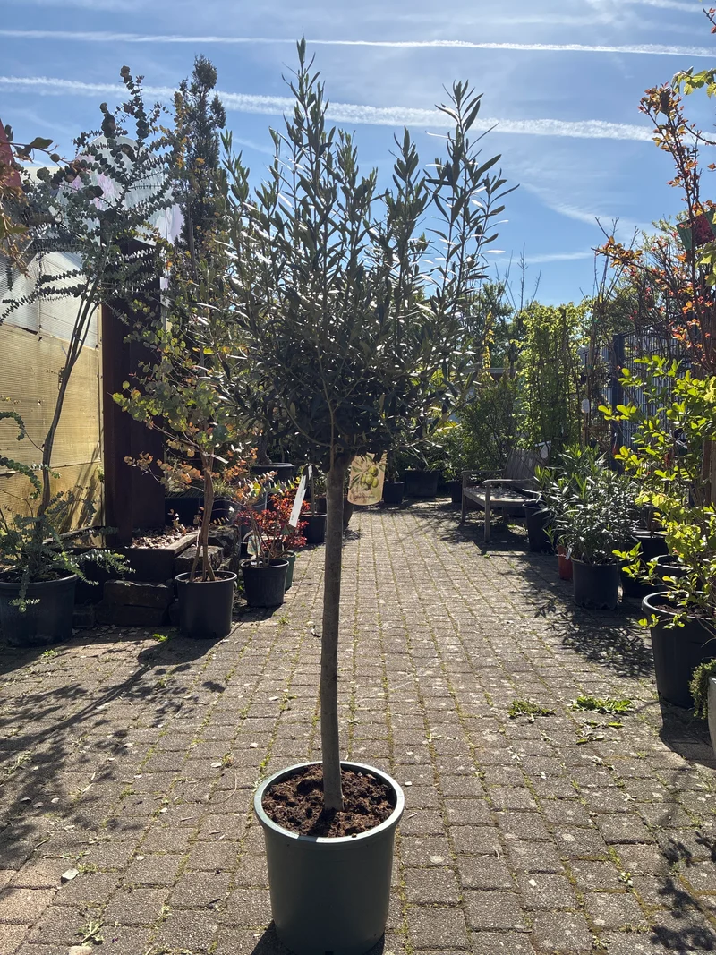 Olivenbaum / Olea europaea