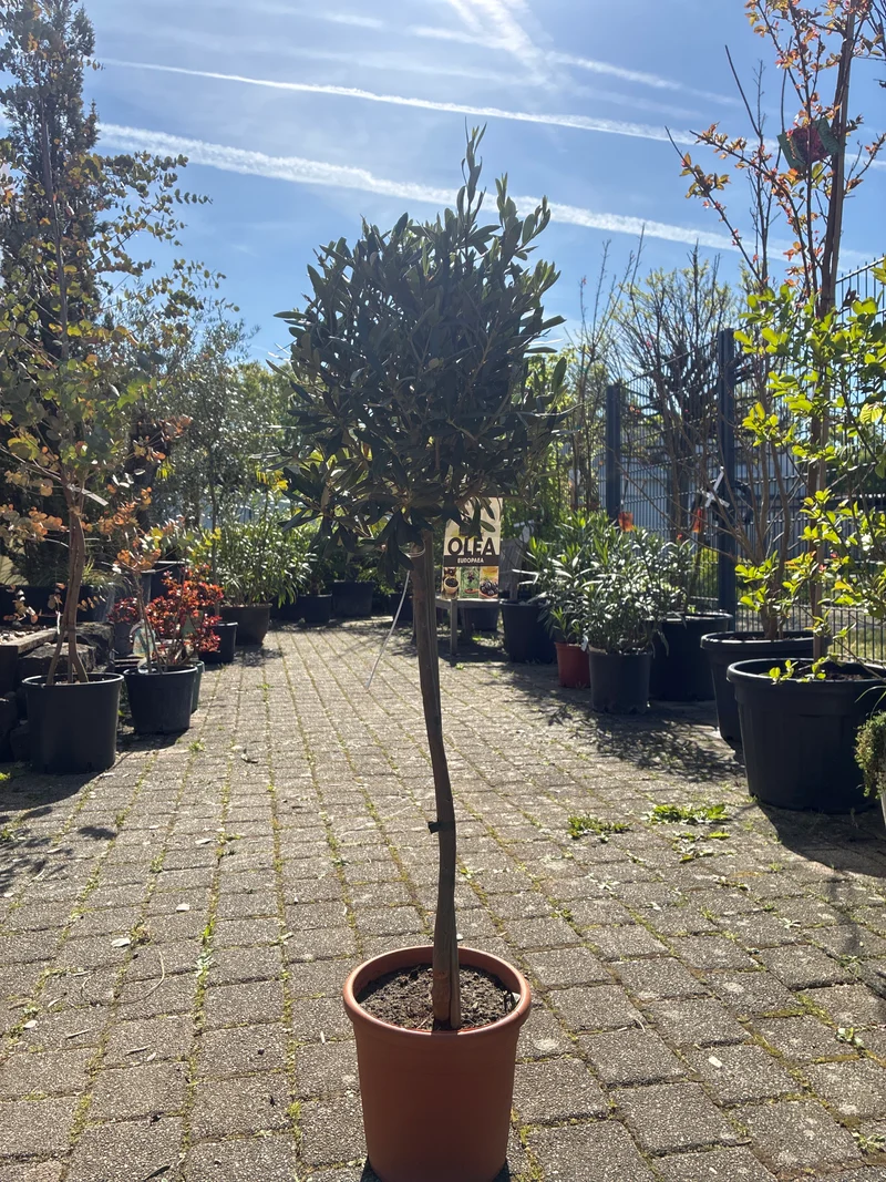 Olivenbaum / Olea europaea