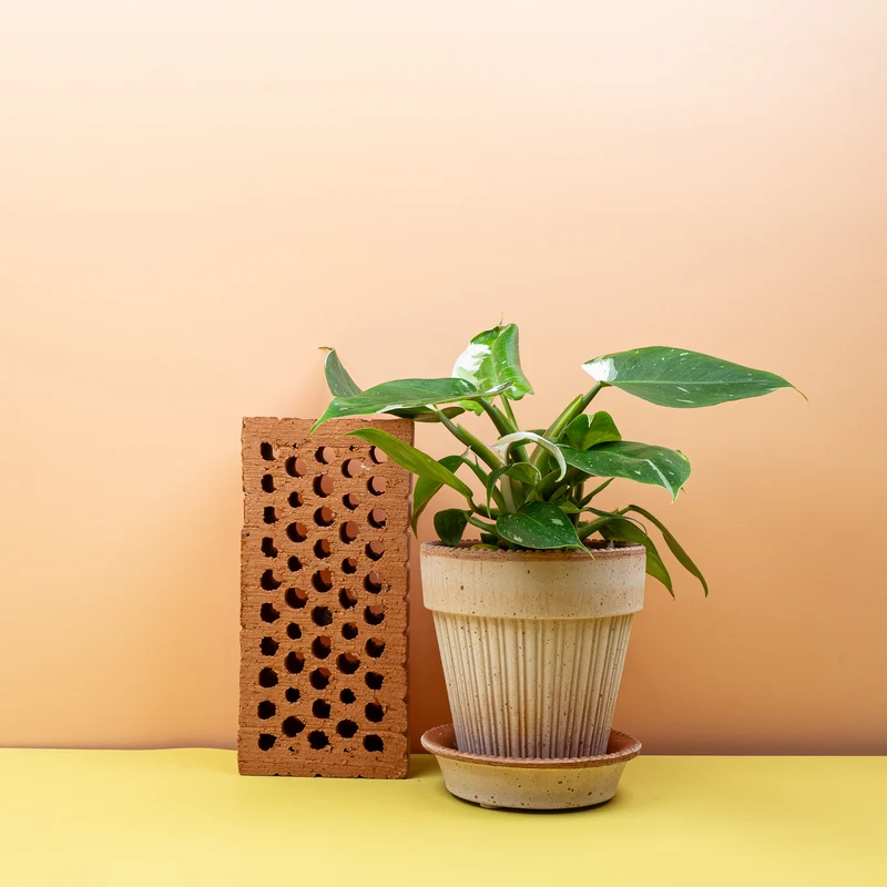 PHILODENDRON WHITE PRINCESS