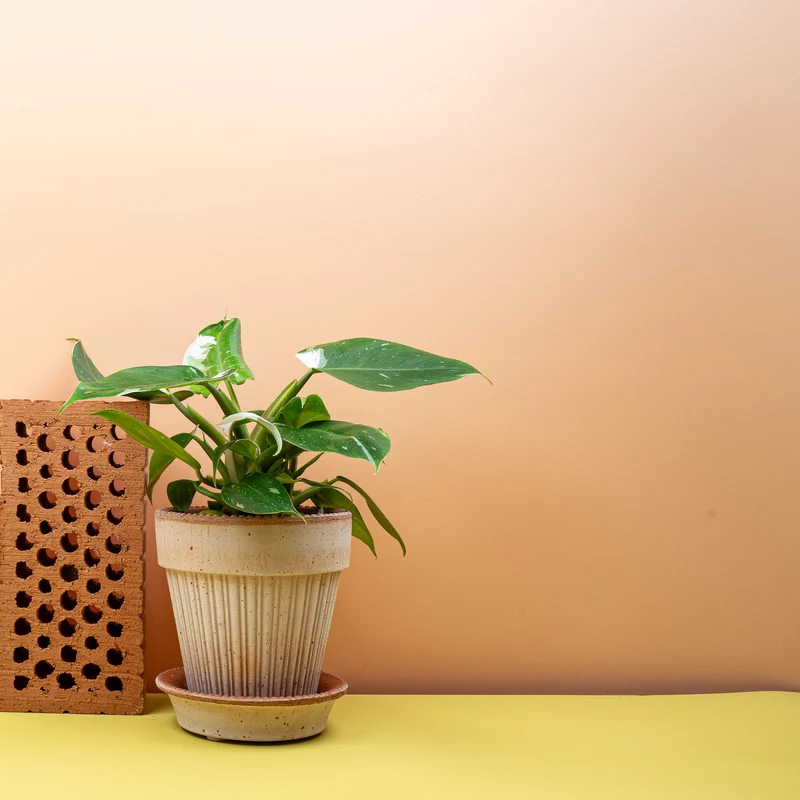 PHILODENDRON WHITE PRINCESS