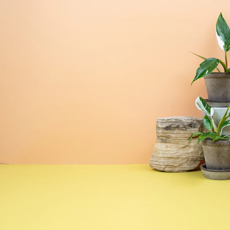 PHILODENDRON WHITE PRINCESS