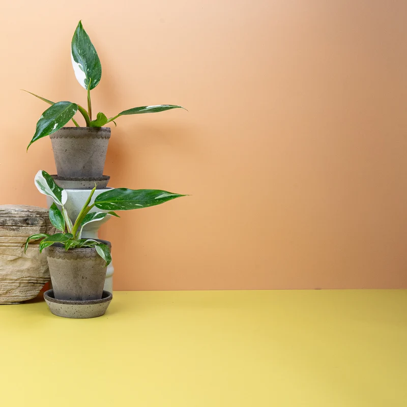 PHILODENDRON WHITE PRINCESS