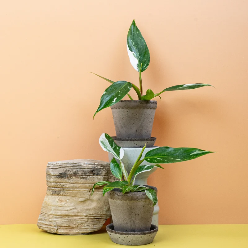PHILODENDRON WHITE PRINCESS