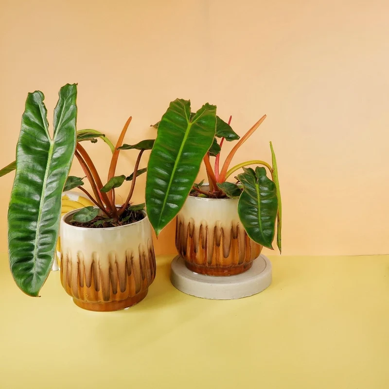 PHILODENDRON BILLIETIAE