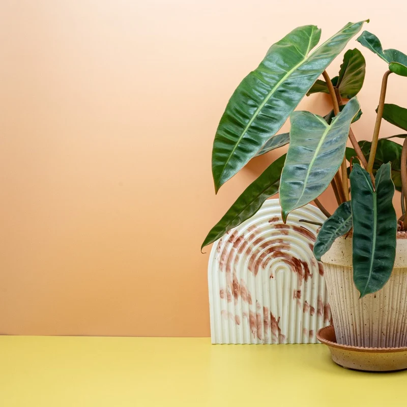 PHILODENDRON BILLIETIAE