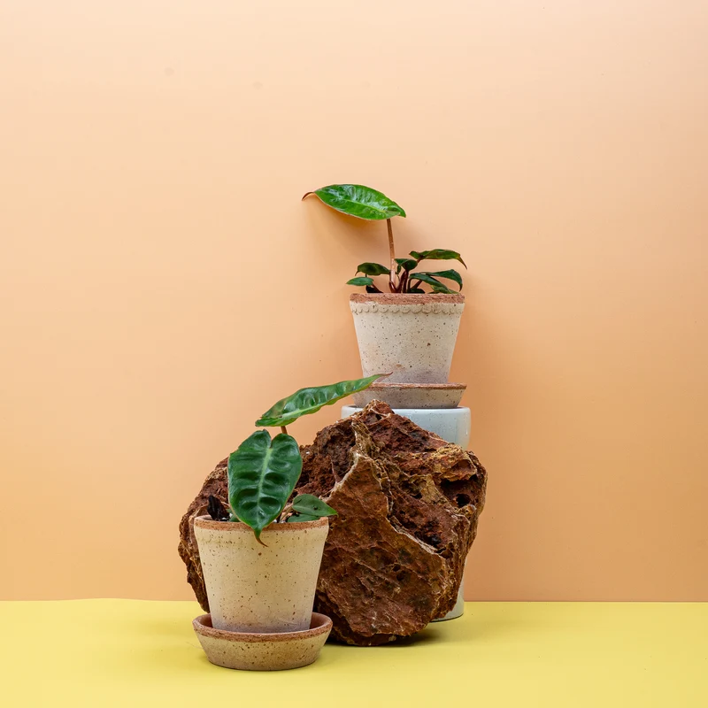 PHILODENDRON BILLIETIAE