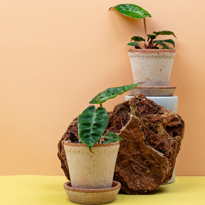 PHILODENDRON BILLIETIAE