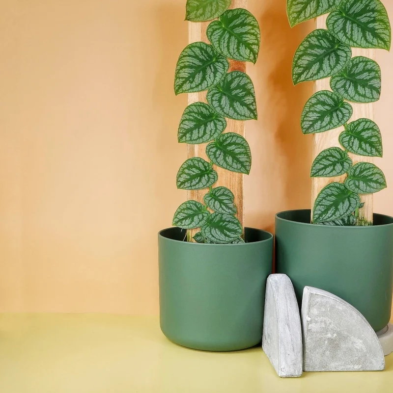 MONSTERA DUBIA