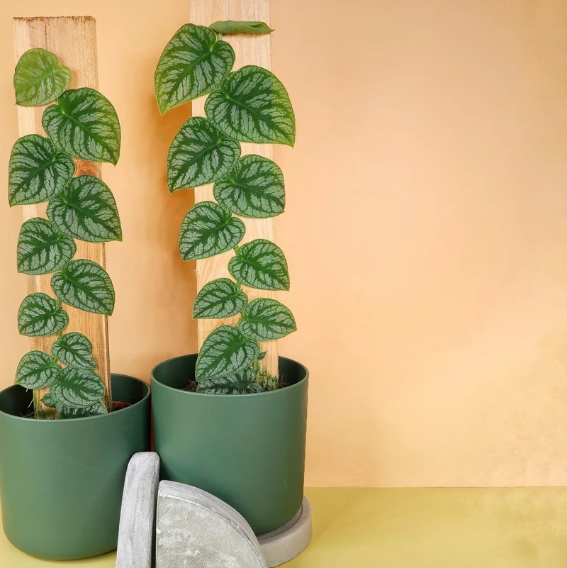 MONSTERA DUBIA