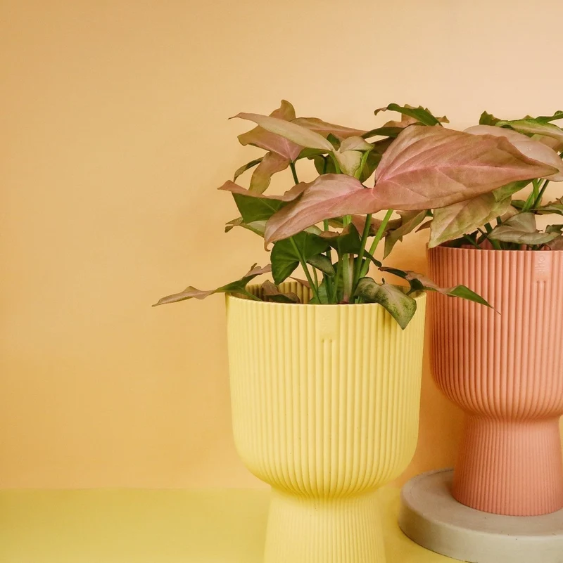 SYNGONIUM PINK SPLASH