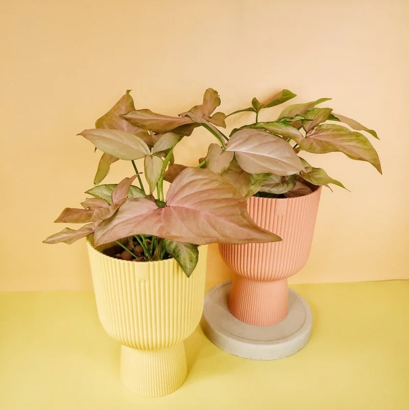 SYNGONIUM PINK SPLASH