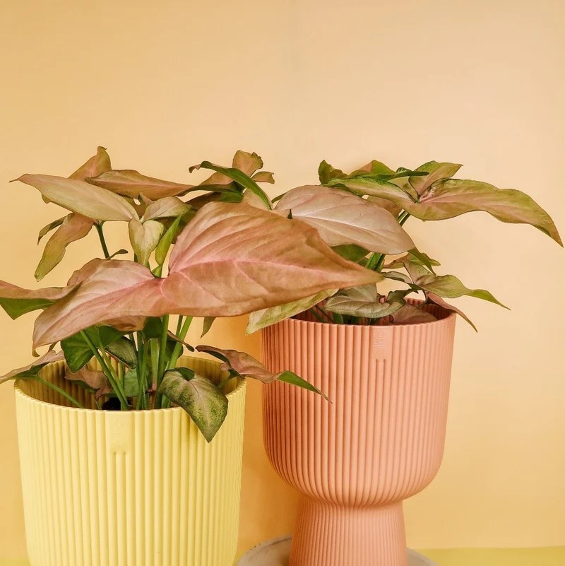 SYNGONIUM PINK SPLASH