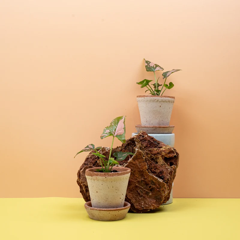 SYNGONIUM PINK SPLASH