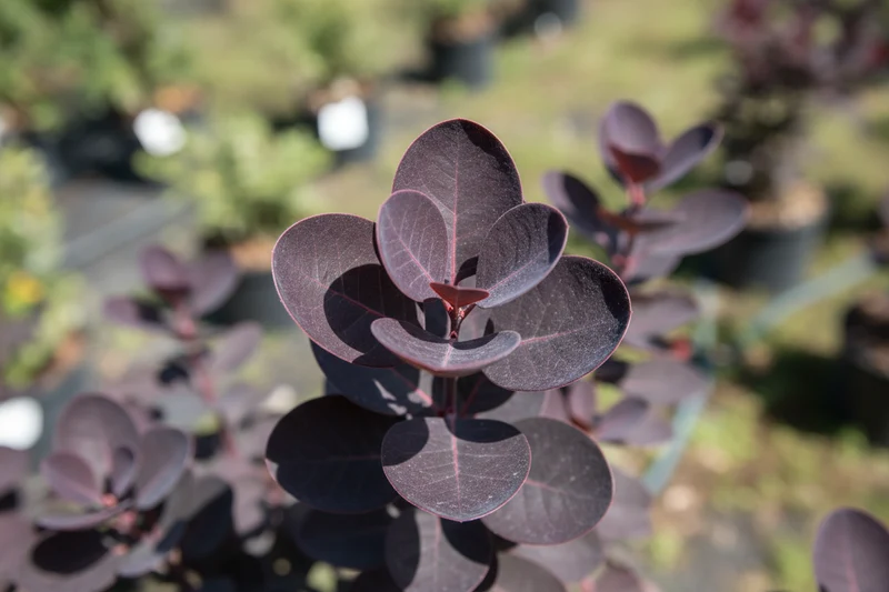 Roter Perückenstrauch 'Royal Purple' / Cotinus coggygria 'Royal Purple'