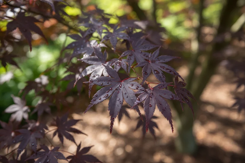 Roter Fächerahorn 'Atropurpureum' / Acer palmatum 'Atropurpureum'