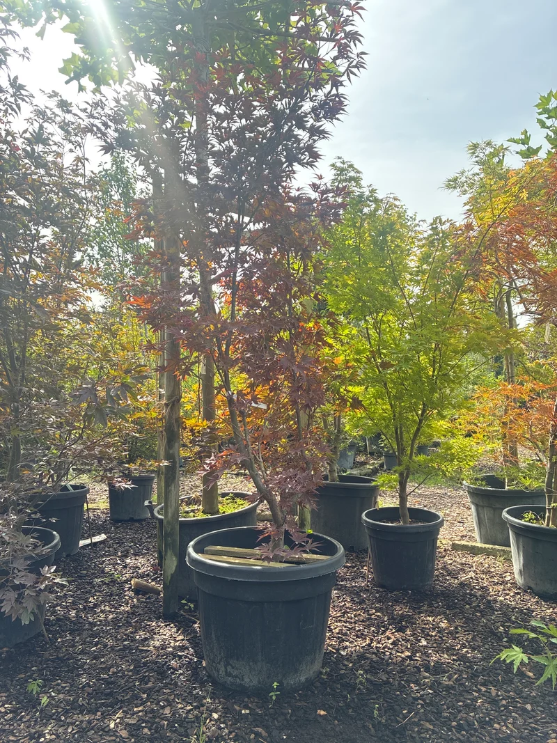 Roter Fächerahorn 'Atropurpureum' / Acer palmatum 'Atropurpureum'