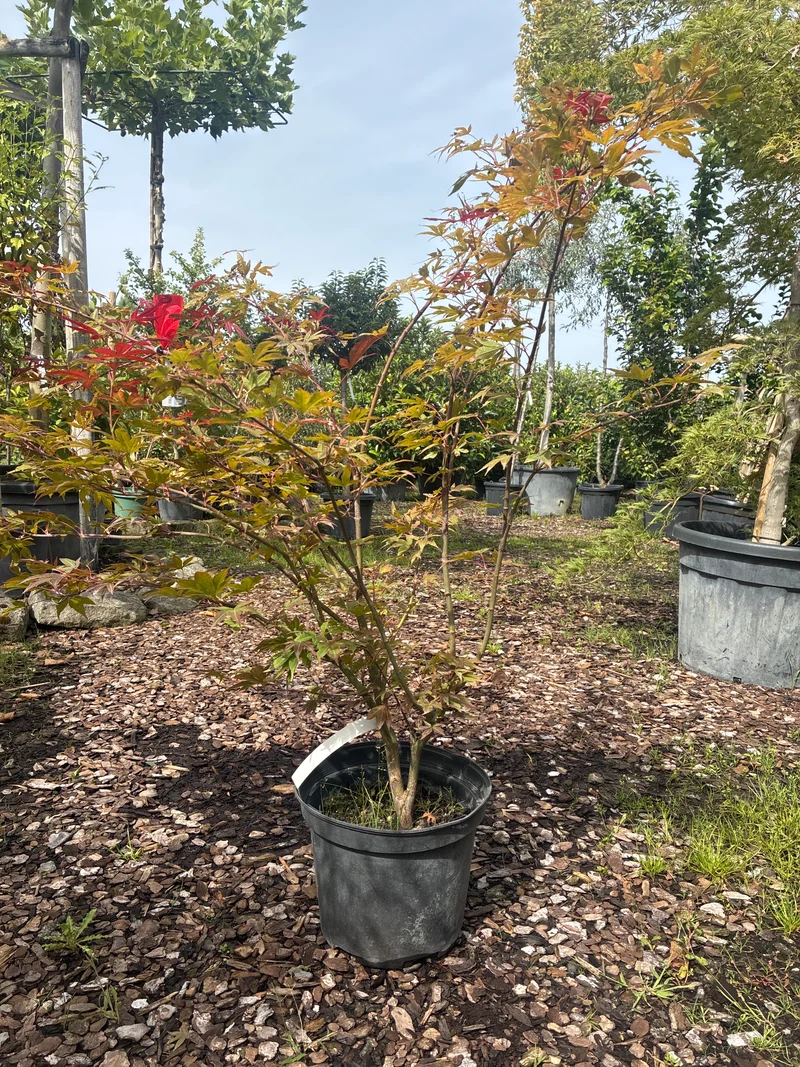 Roter Fächerahorn 'Atropurpureum' / Acer palmatum 'Atropurpureum'
