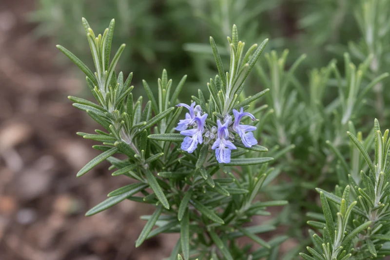 Rosmarin / Rosmarinus officinalis