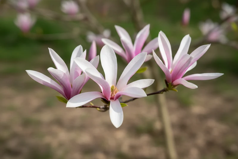 Rosa Sternmagnolie 'Leonard Messel' / Magnolia x loebneri 'Leonard Messel'