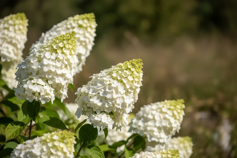 Rispenhortensie 'Phantom' / Hydrangea paniculata 'Phantom'
