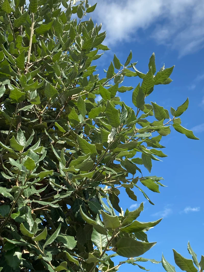 Stein-Eiche / Quercus ilex