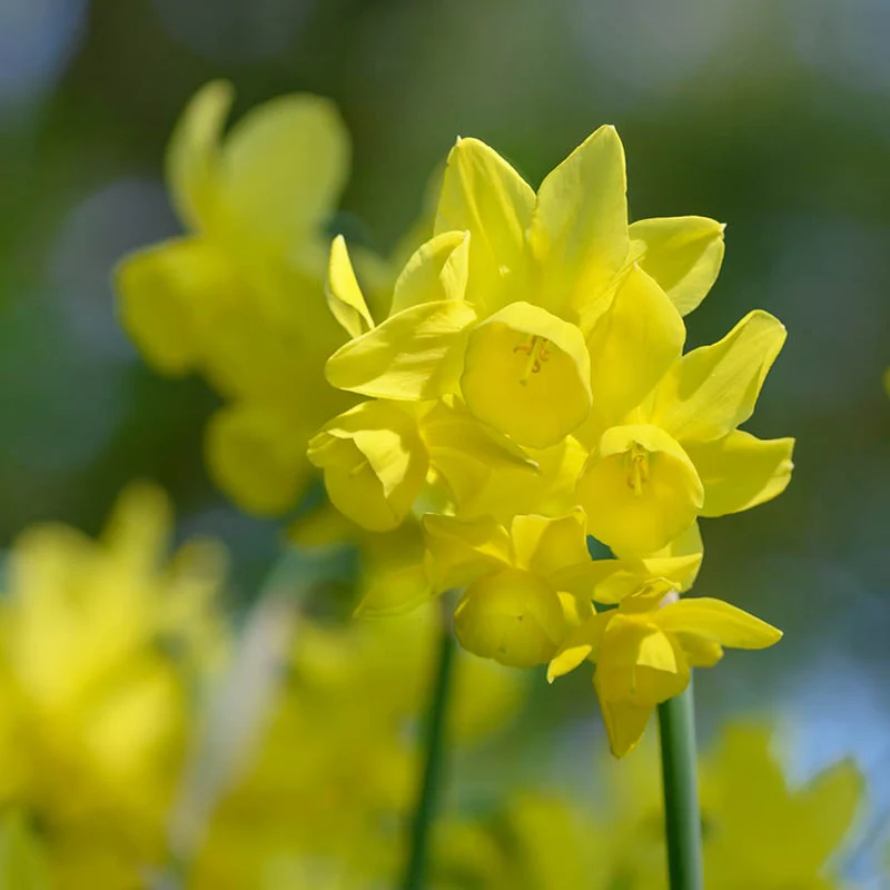 Narcissus 'Sunlight Sensation' - Engelstränen-Narzisse