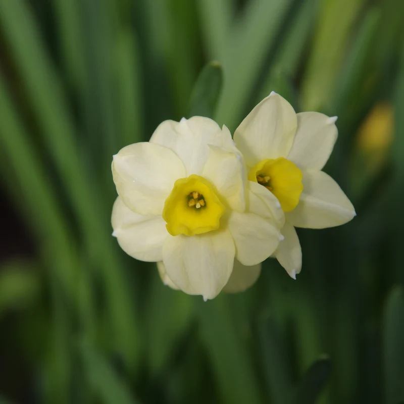 Narcissus 'Minnow'- Tazetten-Narzisse