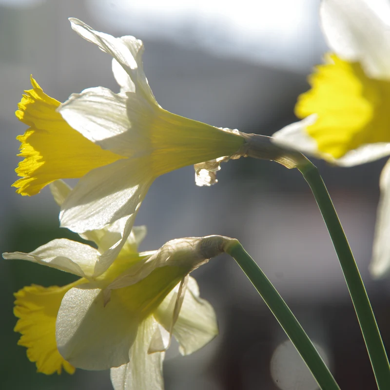 Narcissus pseudonarcissus 'lobularis' - Heimische Wildnarzisse