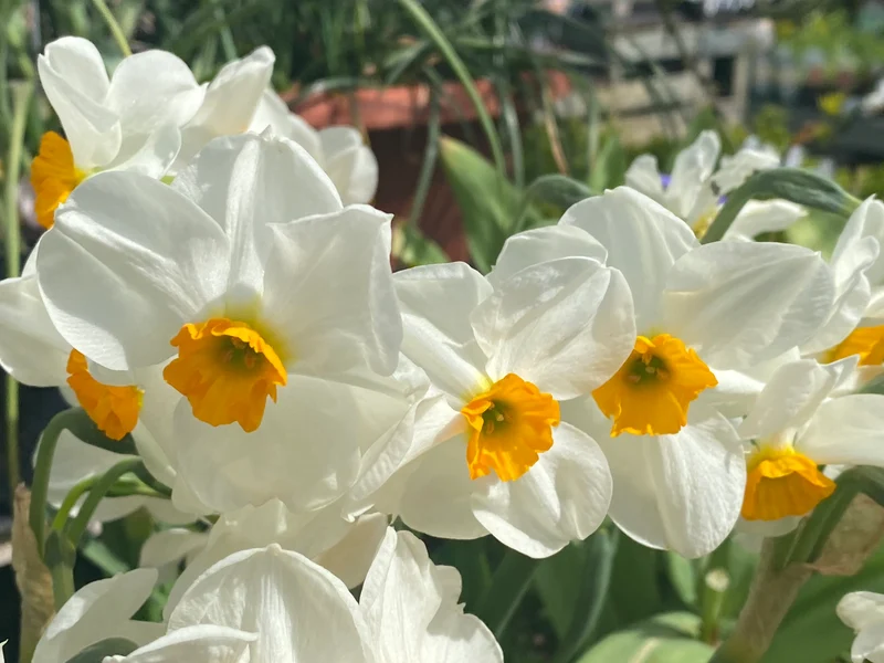 Narcissus 'Geranium' - Tazetten-Narzisse