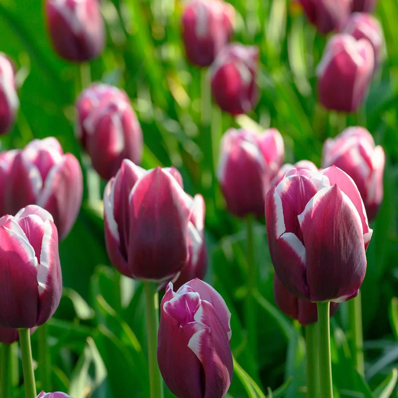 Tulipa 'Tiramisu' - Triumph-Tulpe
