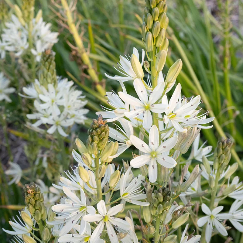 Camassia leichtlinii 'Silk River' - Leichtlin-Prärielilie