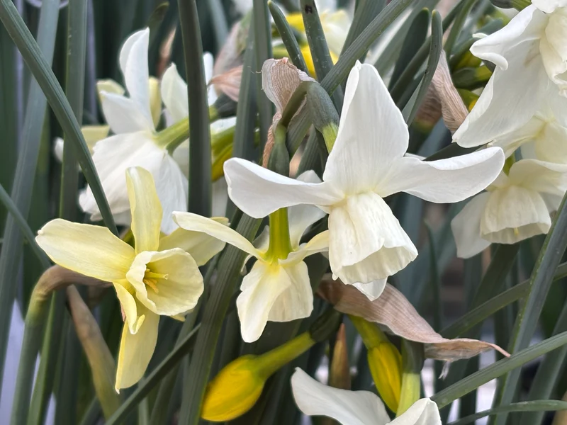 Narcissus 'Starlight Sensation' - Triandrus Narzisse