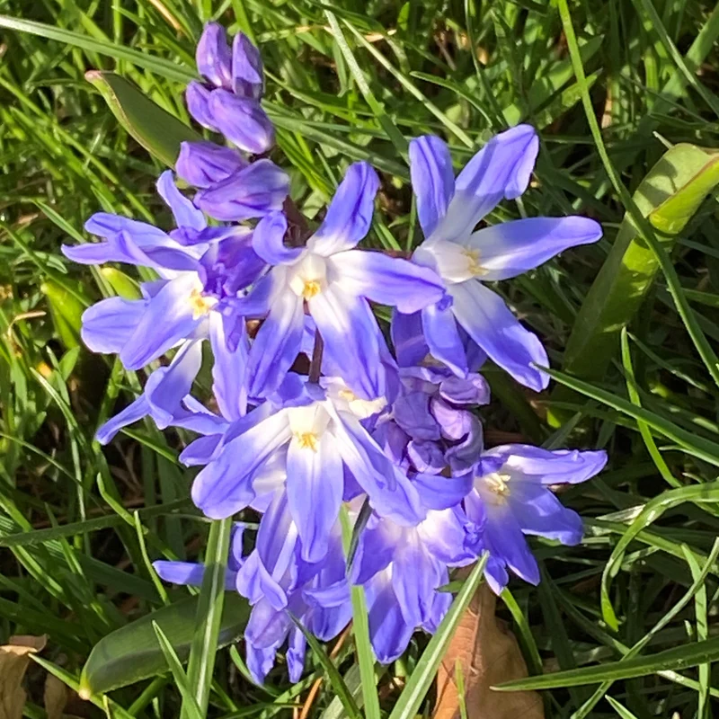 Chionodoxa forbesii 'Blue Giant' - Schneestolz
