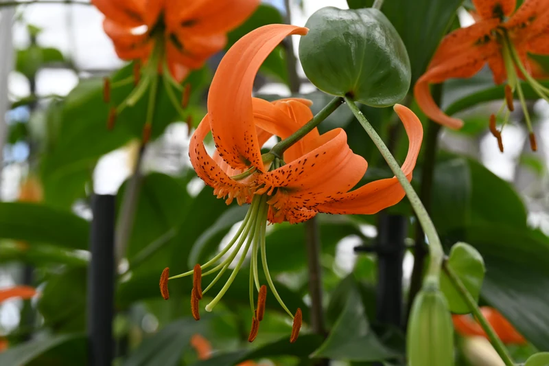 Lilium henryi - Henrys Lilie oder Riesen Türkenbund