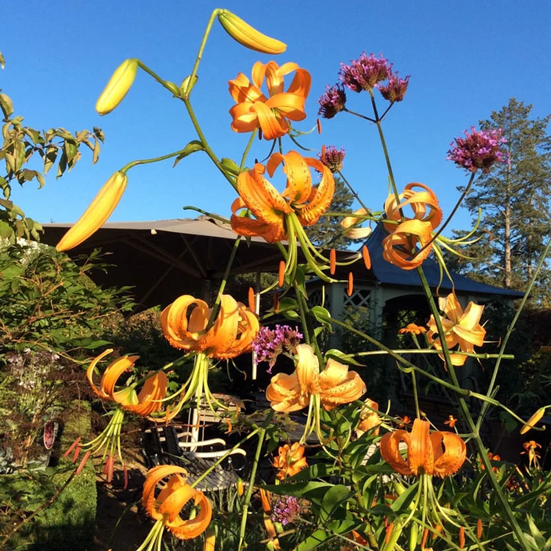 Lilium henryi - Henrys Lilie oder Riesen Türkenbund