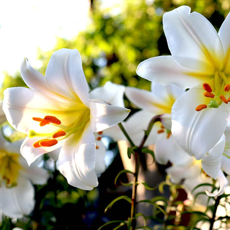Lilium regale 'Album' - Weiße Königs-lilie