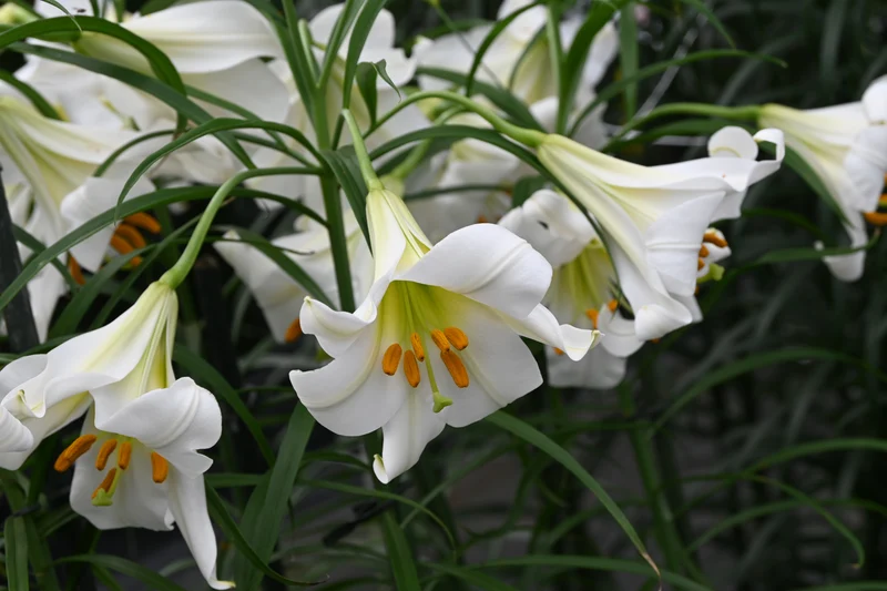 Lilium regale 'Album' - Weiße Königs-lilie