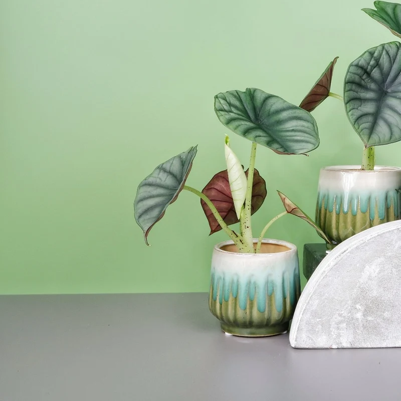 ALOCASIA SILVER NEBULA