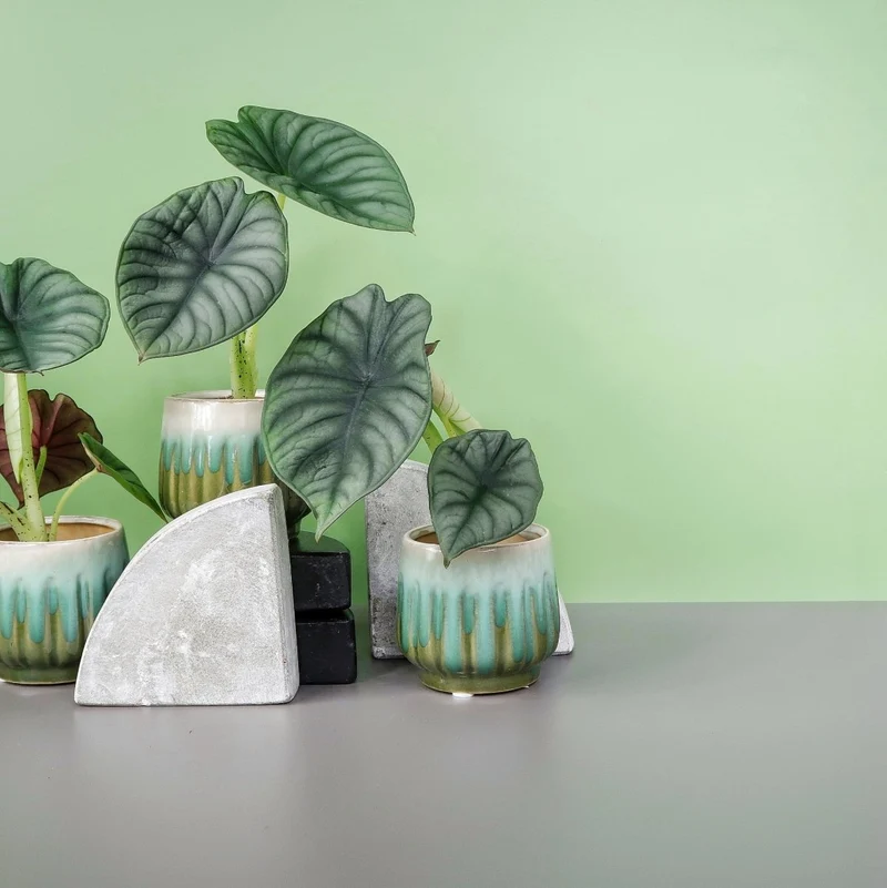 ALOCASIA SILVER NEBULA