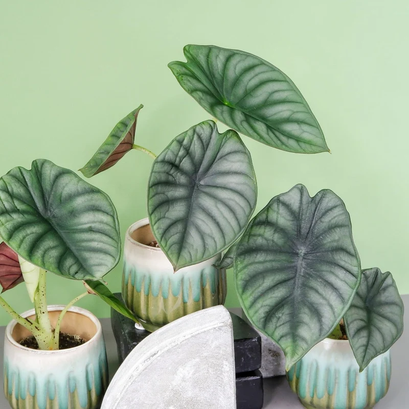 ALOCASIA SILVER NEBULA