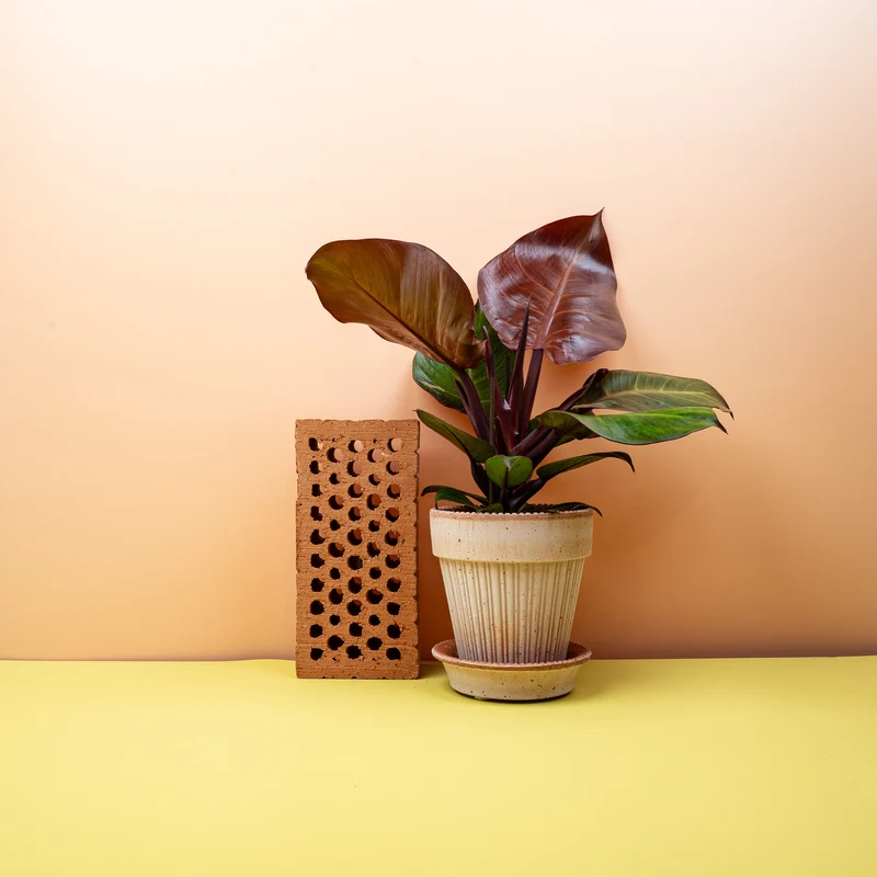 PHILODENDRON SUNLIGHT