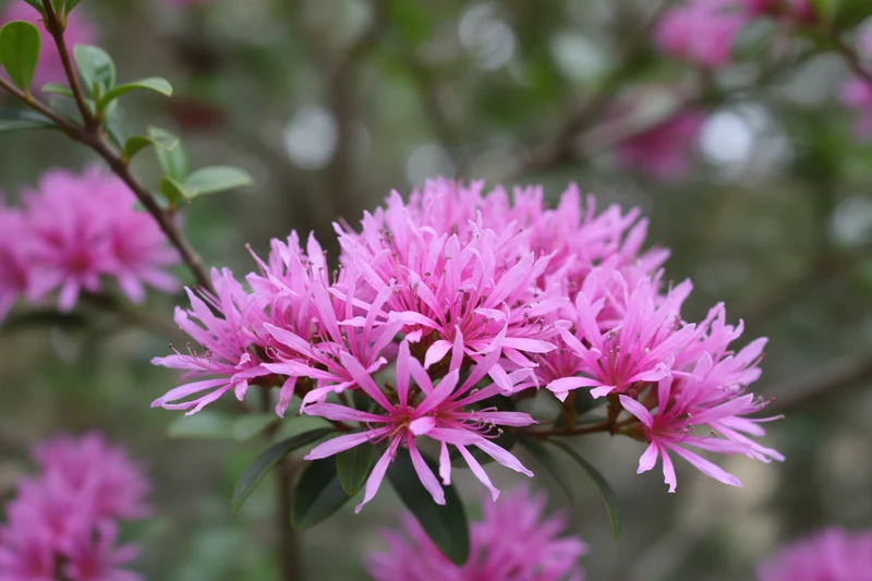Riemenblume / Loropetalum chinense