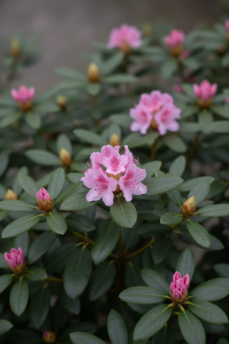 Rhododendron 'Bloombux'® / Rhododendron micranthum 'Bloombux'®