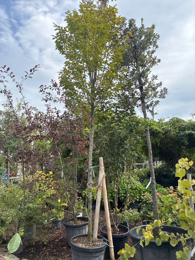 Pyramiden-Hainbuche 'Fastigiata' / Carpinus betulus 'Fastigiata'