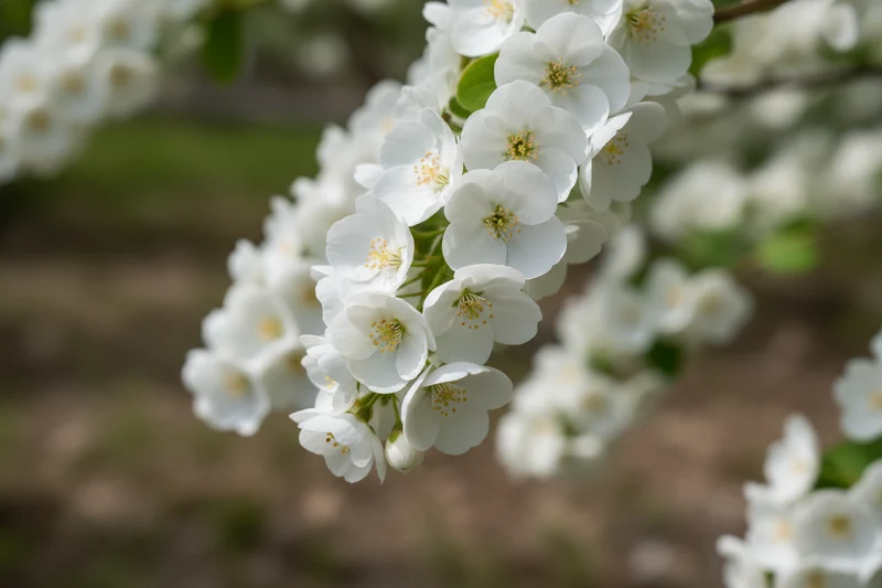 Prunkspiere 'Snow White' / Exochorda serratifolia 'Snow White'