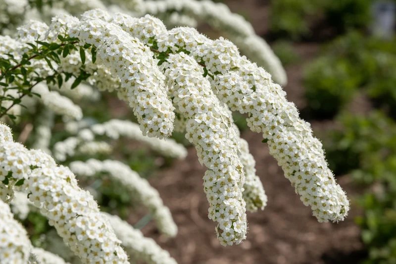 Prachtspiere / Spiraea x vanhouttei