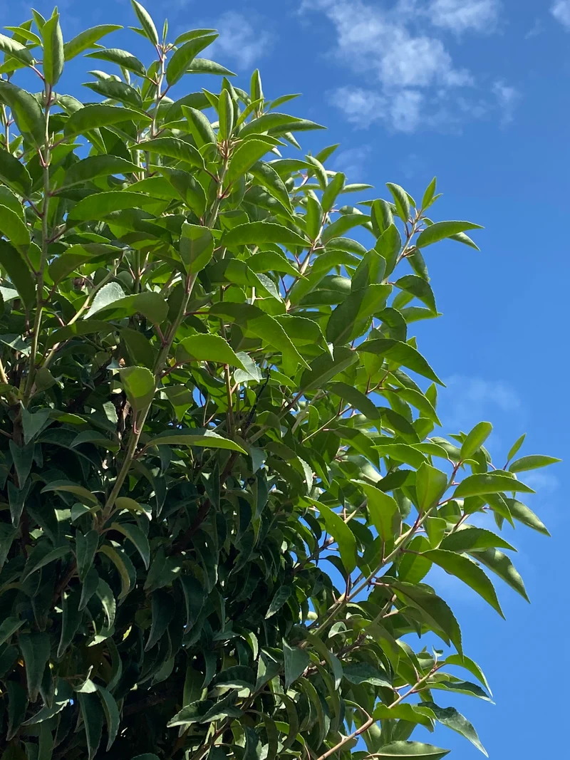 Portugiesische Lorbeerkirsche 'Angustifolia', Stamm / Prunus lusitanica 'Angustifolia', Stamm