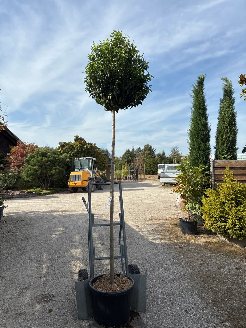 Portugiesische Lorbeerkirsche 'Angustifolia', Stamm / Prunus lusitanica 'Angustifolia', Stamm