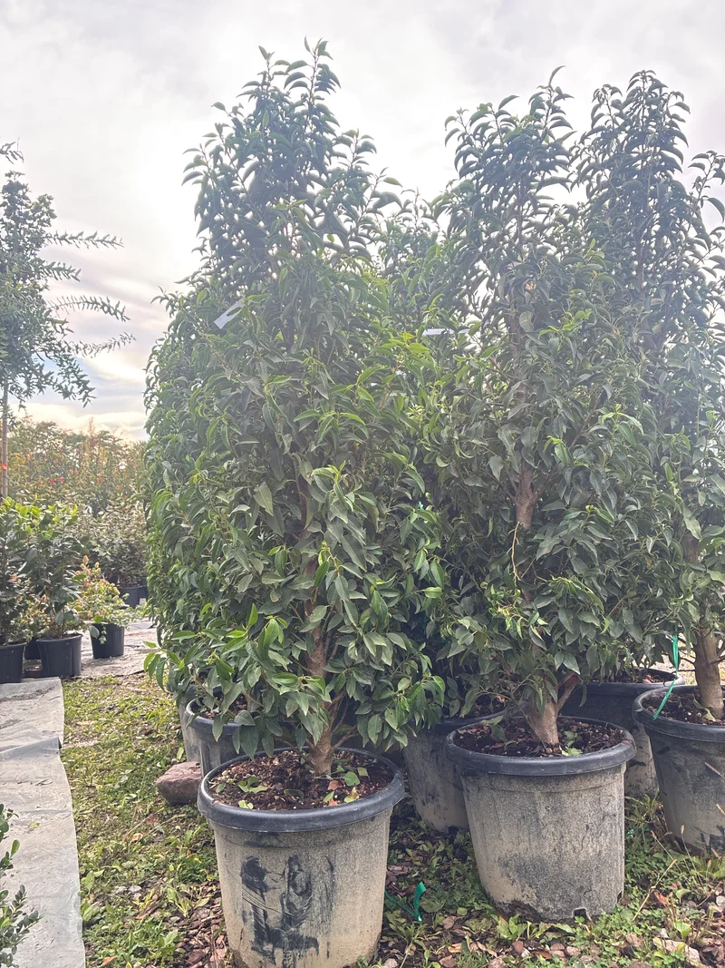 Portugiesische Lorbeerkirsche 'Angustifolia' / Prunus lusitanica 'Angustifolia'